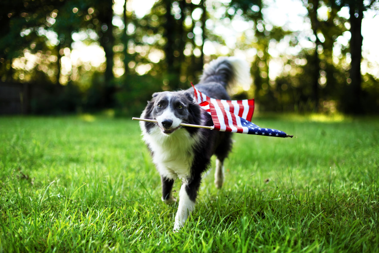 reliable-pet-relocation-shipping-services-to-from-usa