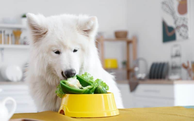 Dog's Healthy Appetite