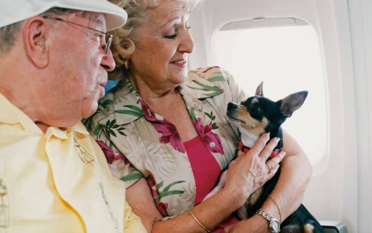 can-you-take-your-dog-on-a-plane-in-australia-2024-guide