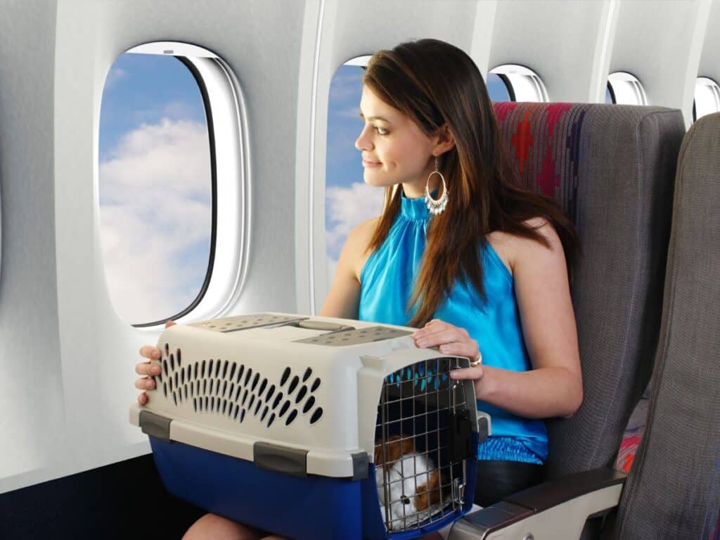 essential tips for in-cabin travel with your dog