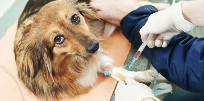 microchipping and vaccination