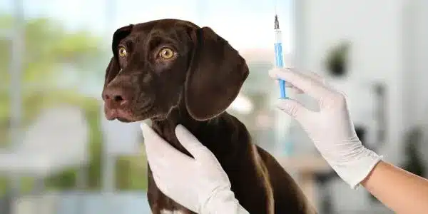 pet’s vaccinations