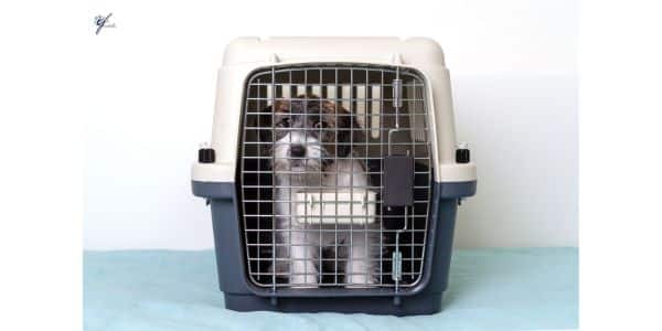Crate Training Your Pet Ready for Departure to Europe