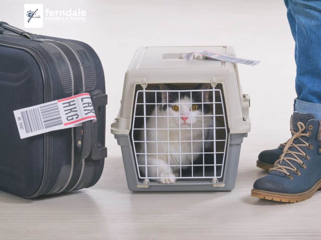 pet travel on plane