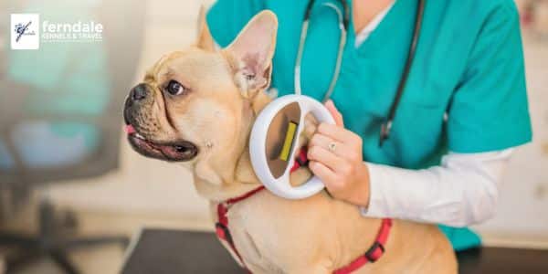 microchipping your pet