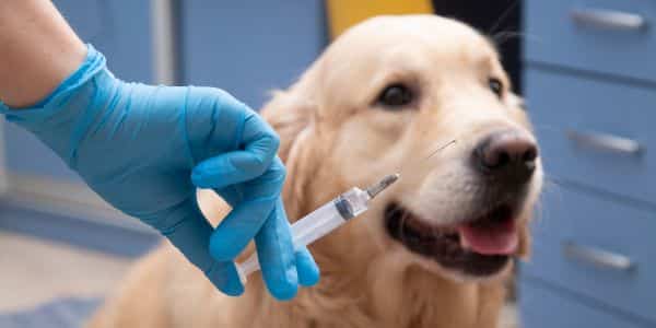pet vaccinations for ireland